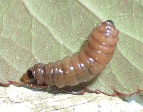 Réf. 180 806 : Notocelia roborana